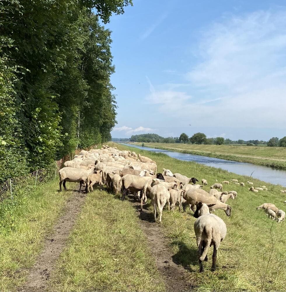 Friedliche Wegelagerer am Flussdamm